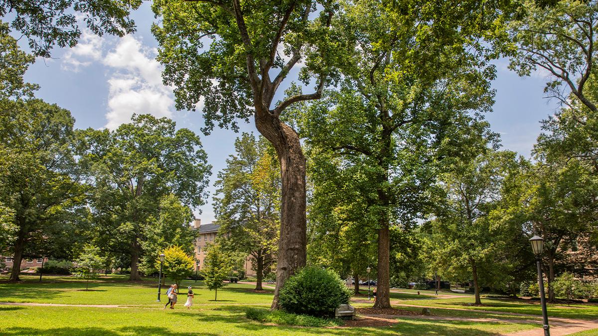 一棵大树, 名叫戴维·波普勒, 在太阳城娱乐一个叫做麦克尔广场的草地上.